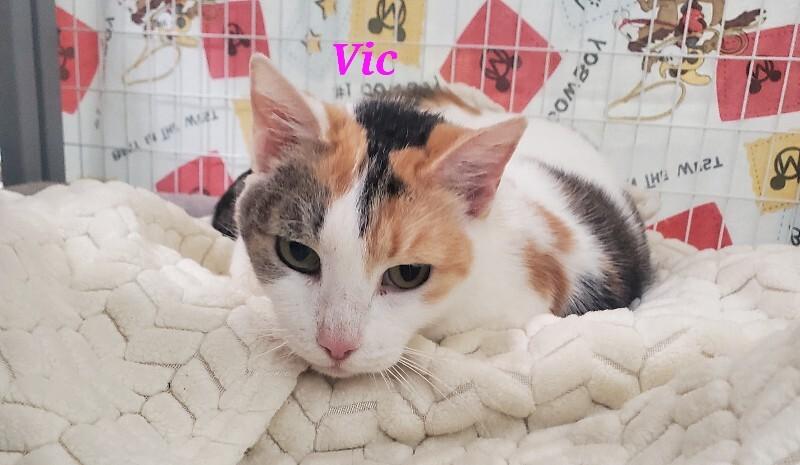 Enlarge Crown Vic, a Adoptable Domestic Short Hair in Diamond Springs, CA image 3/6