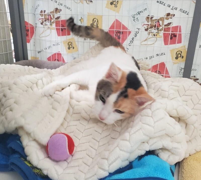 Enlarge Crown Vic, a Adoptable Domestic Short Hair in Diamond Springs, CA image 4/6