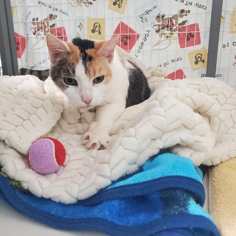 Enlarge Crown Vic, a Adoptable Domestic Short Hair in Diamond Springs, CA image 5/6