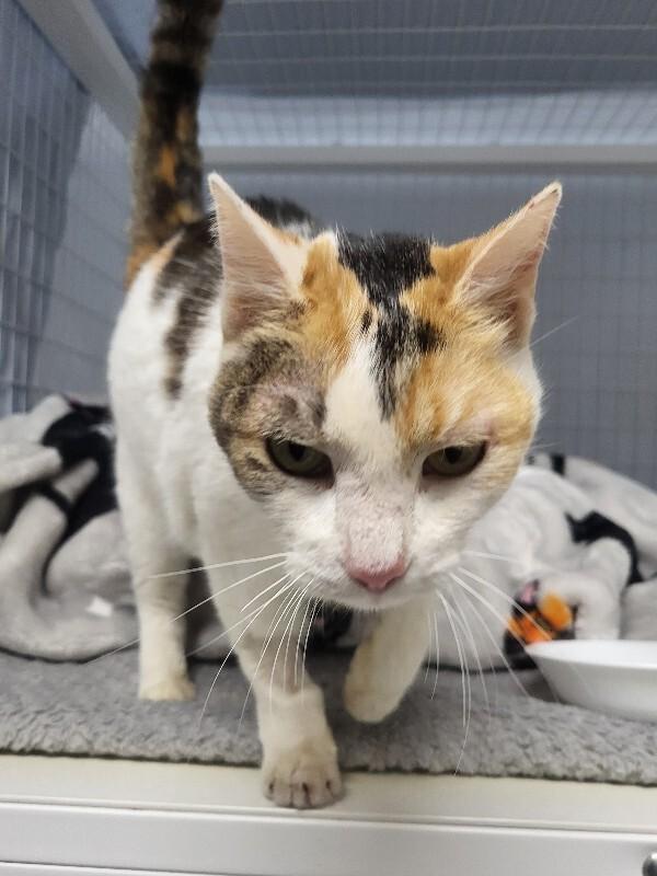 Enlarge Crown Vic, a Adoptable Domestic Short Hair in Diamond Springs, CA image 6/6