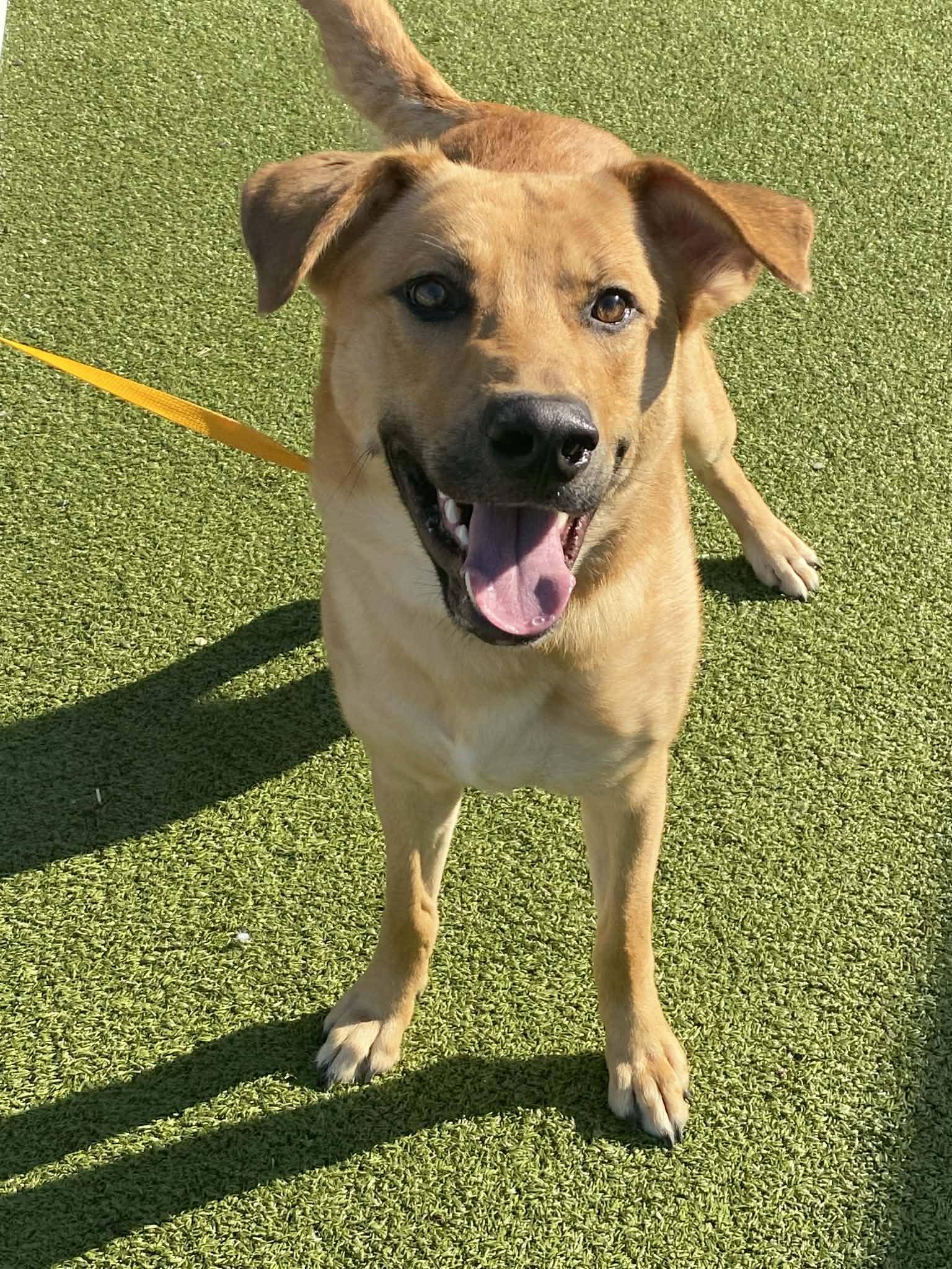 Chopper, Adoptable, Young Male Retriever.