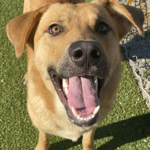 Enlarge Chopper, a Adoptable Retriever in Sanford, NC image 4/5