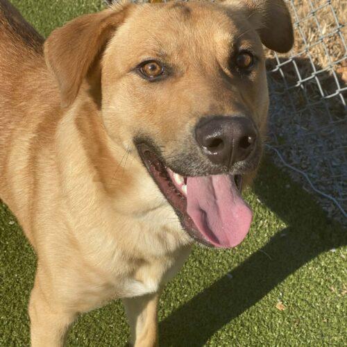 Enlarge Chopper, a Adoptable Retriever in Sanford, NC image 5/5