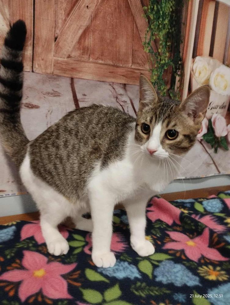 Dragonfly, Adoptable, Kitten Male Domestic Short Hair.