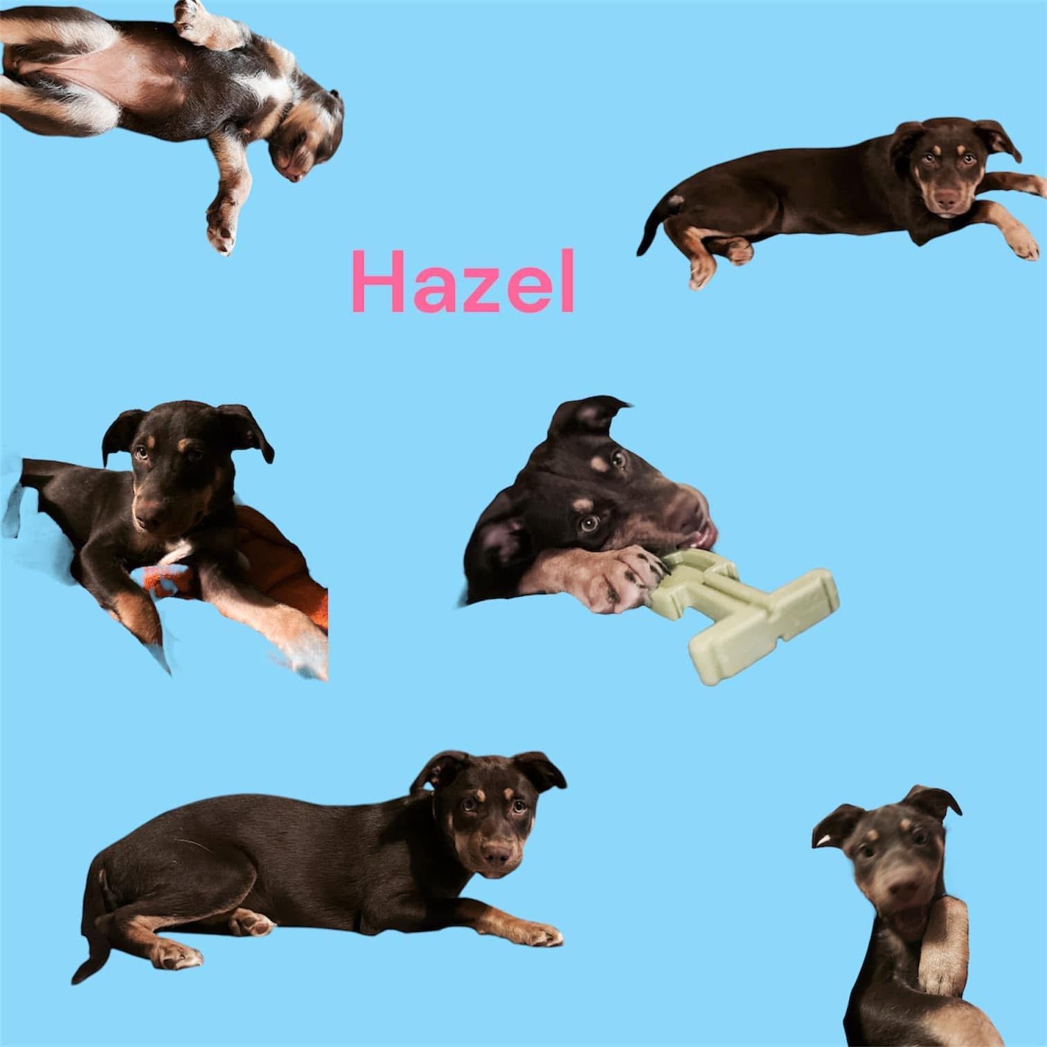 Hazel, a Adoptable mixed breed in Harriman, TN image 3/4