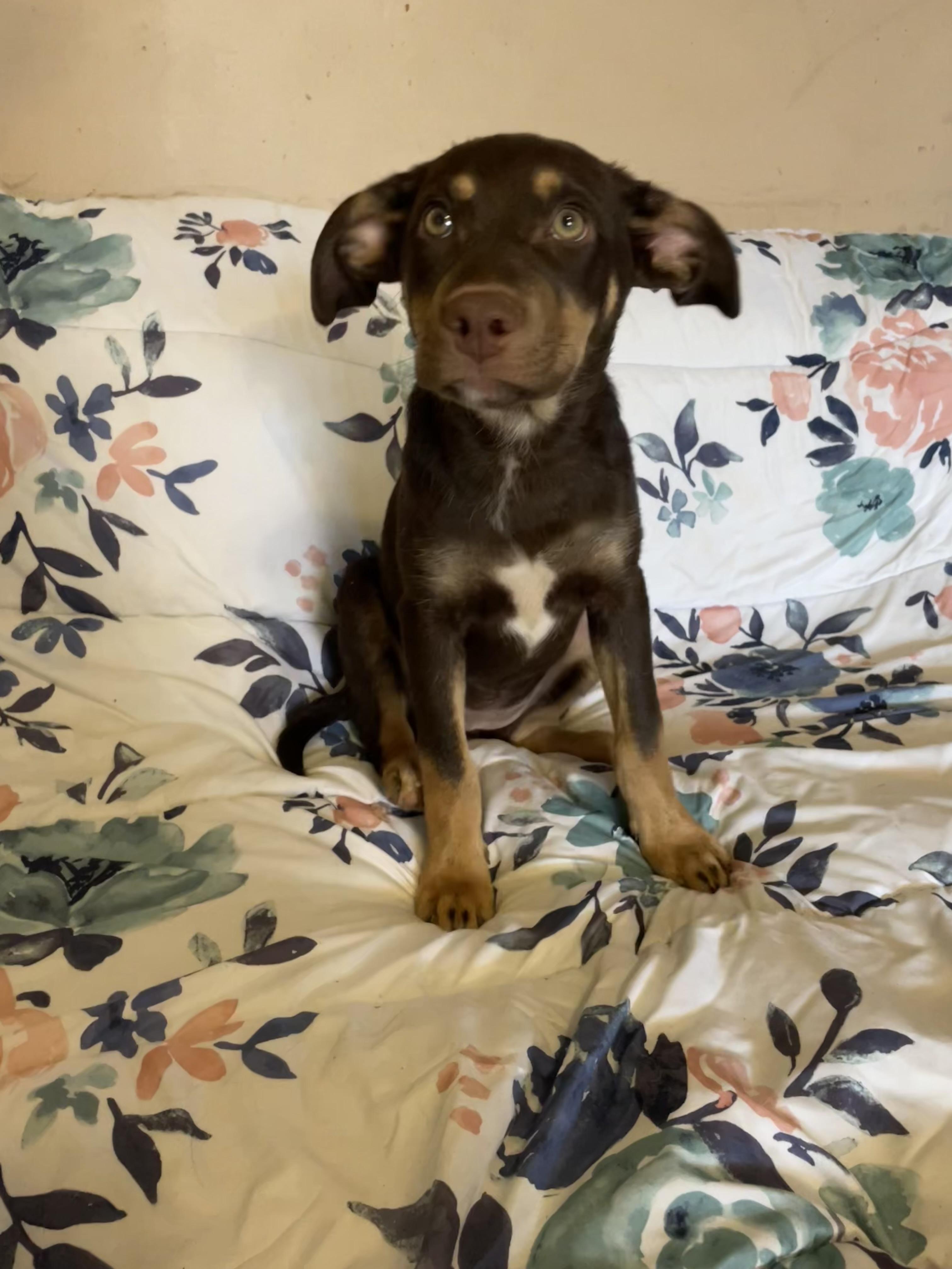 Hazel, a Adoptable mixed breed in Harriman, TN image 4/4