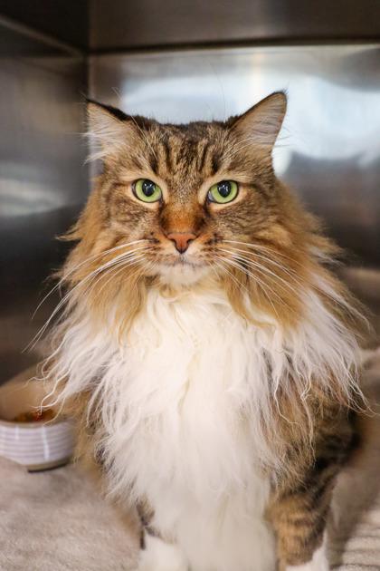 Molly, Adoptable, Senior Female Domestic Long Hair & Domestic Short Hair.