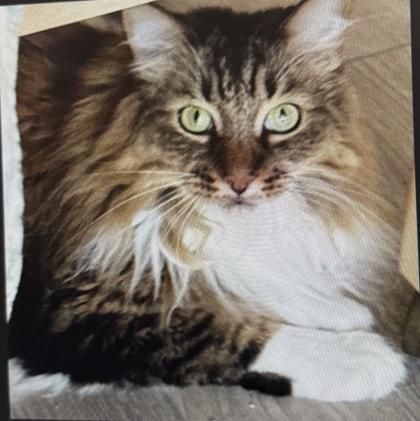 Enlarge Molly, a Adoptable mixed breed in Sanford, FL image 2/3