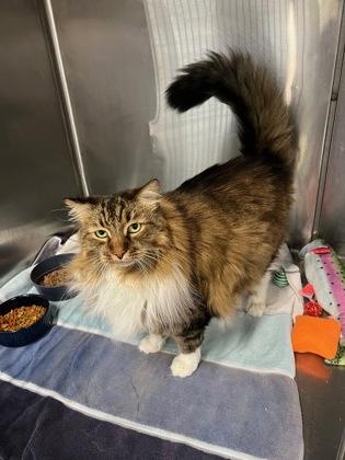 Enlarge Molly, a Adoptable mixed breed in Sanford, FL image 3/3