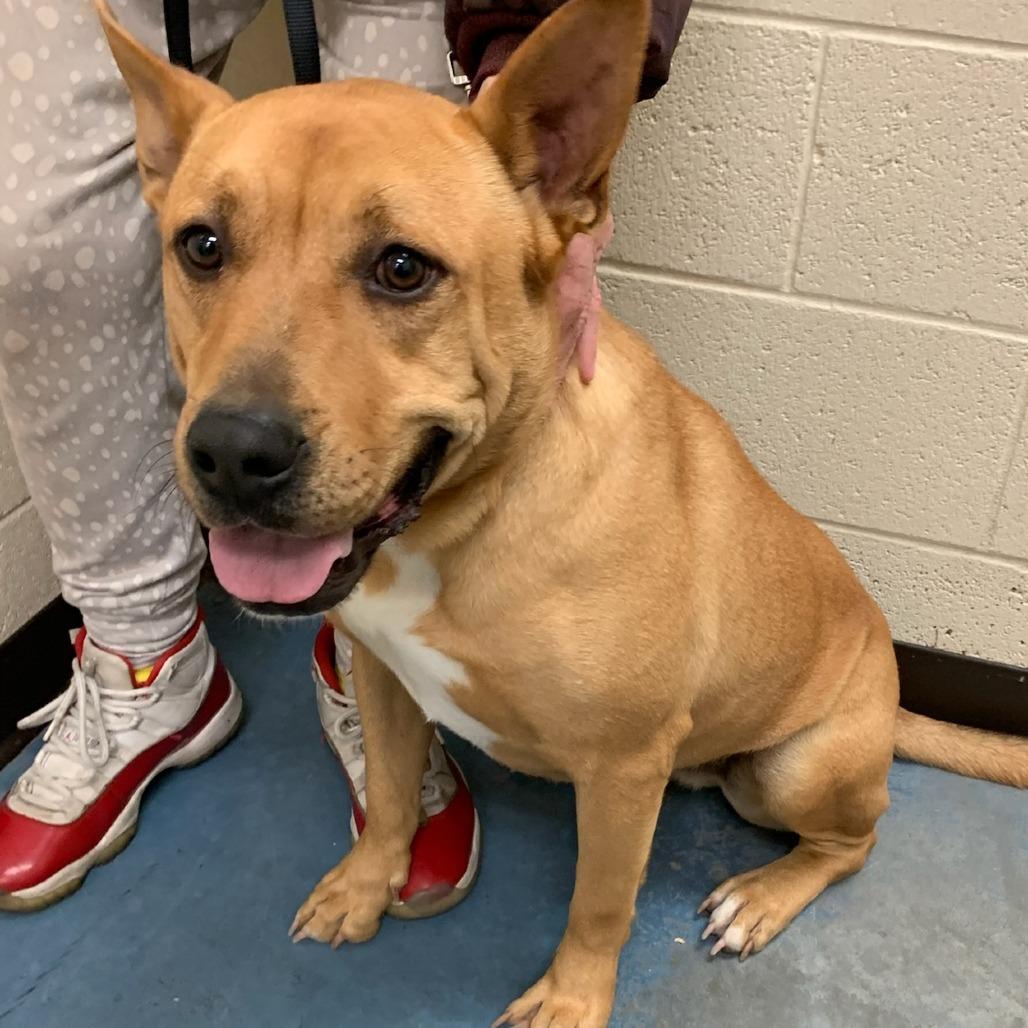 Enlarge SQUARE PANTS, a Adoptable Mixed Breed in Gainesville, GA image 1/1