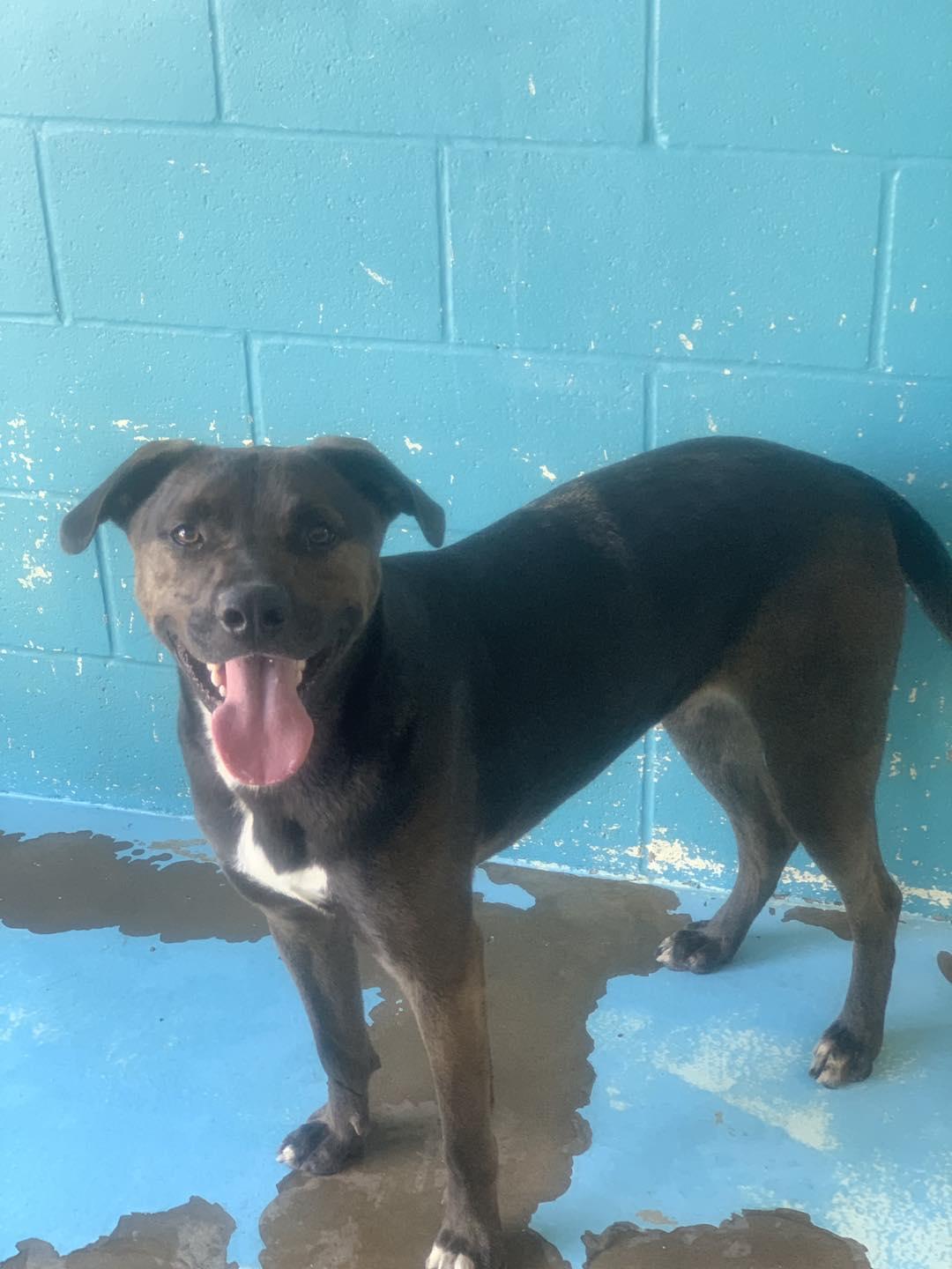 Enlarge Billy, a Adoptable mixed breed in Hearne, TX image 1/6