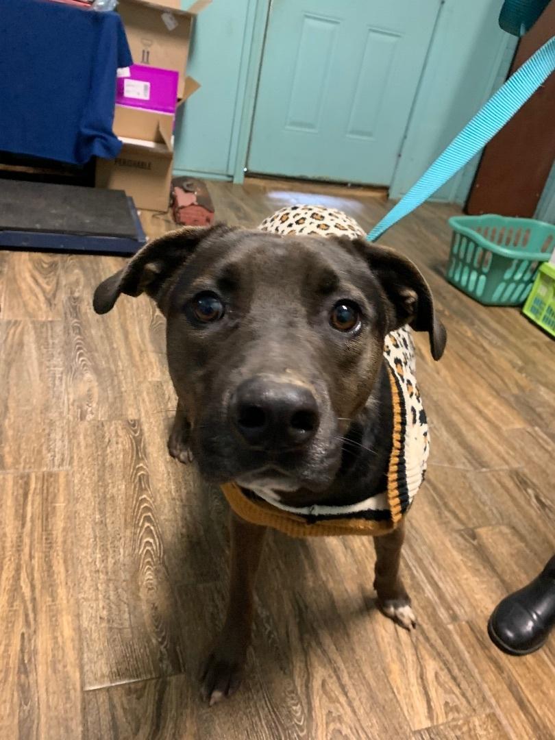 Enlarge Billy, a Adoptable mixed breed in Hearne, TX image 2/6