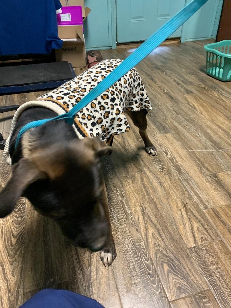 Enlarge Billy, a Adoptable mixed breed in Hearne, TX image 3/6