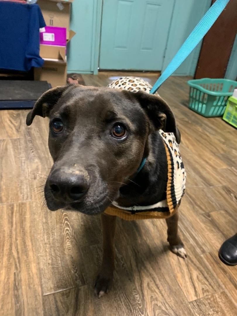 Enlarge Billy, a Adoptable mixed breed in Hearne, TX image 4/6