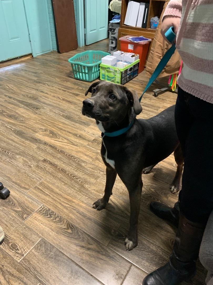 Enlarge Billy, a Adoptable mixed breed in Hearne, TX image 5/6