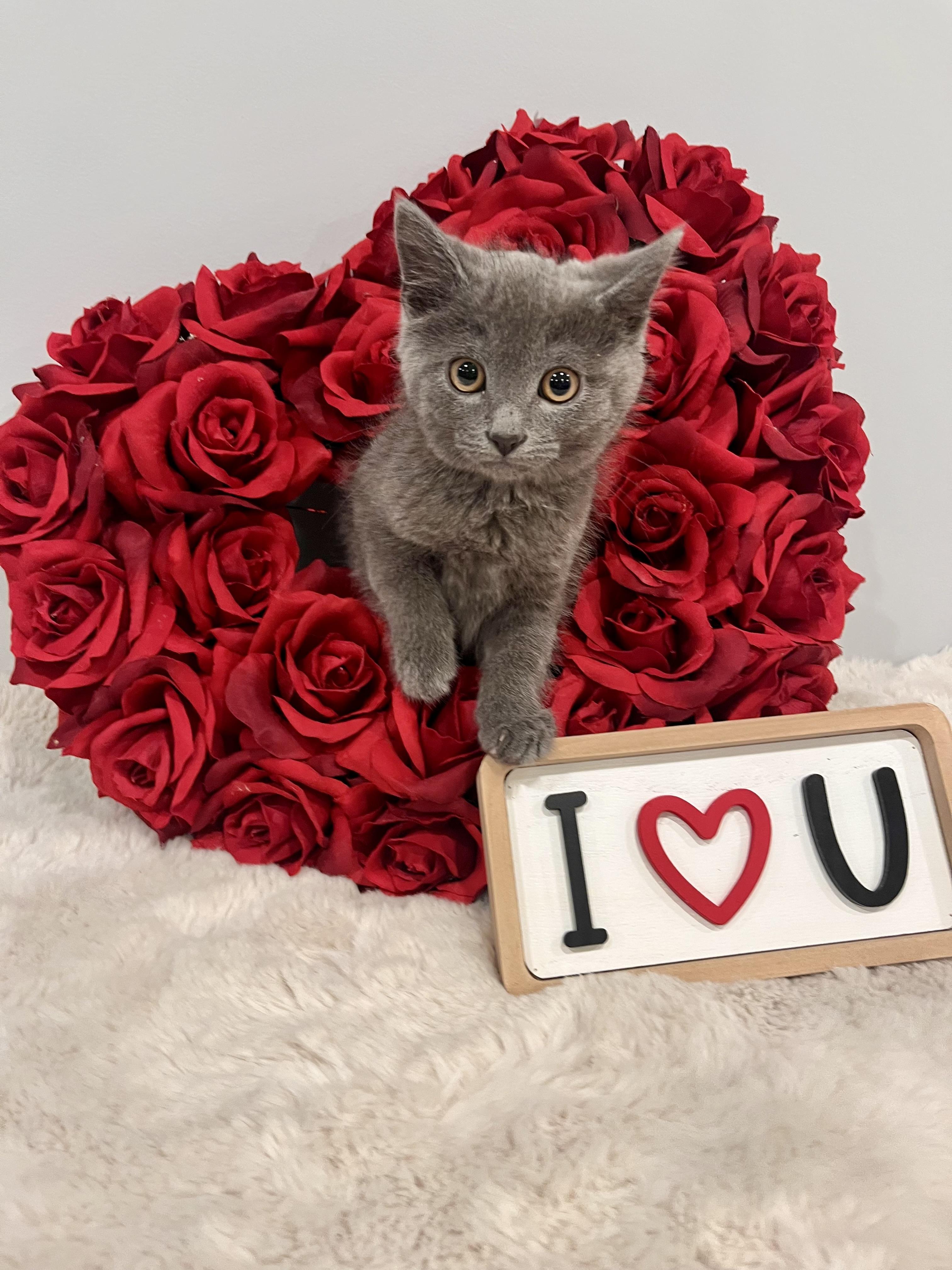 Zen, adopted, Young Male Domestic Short Hair.