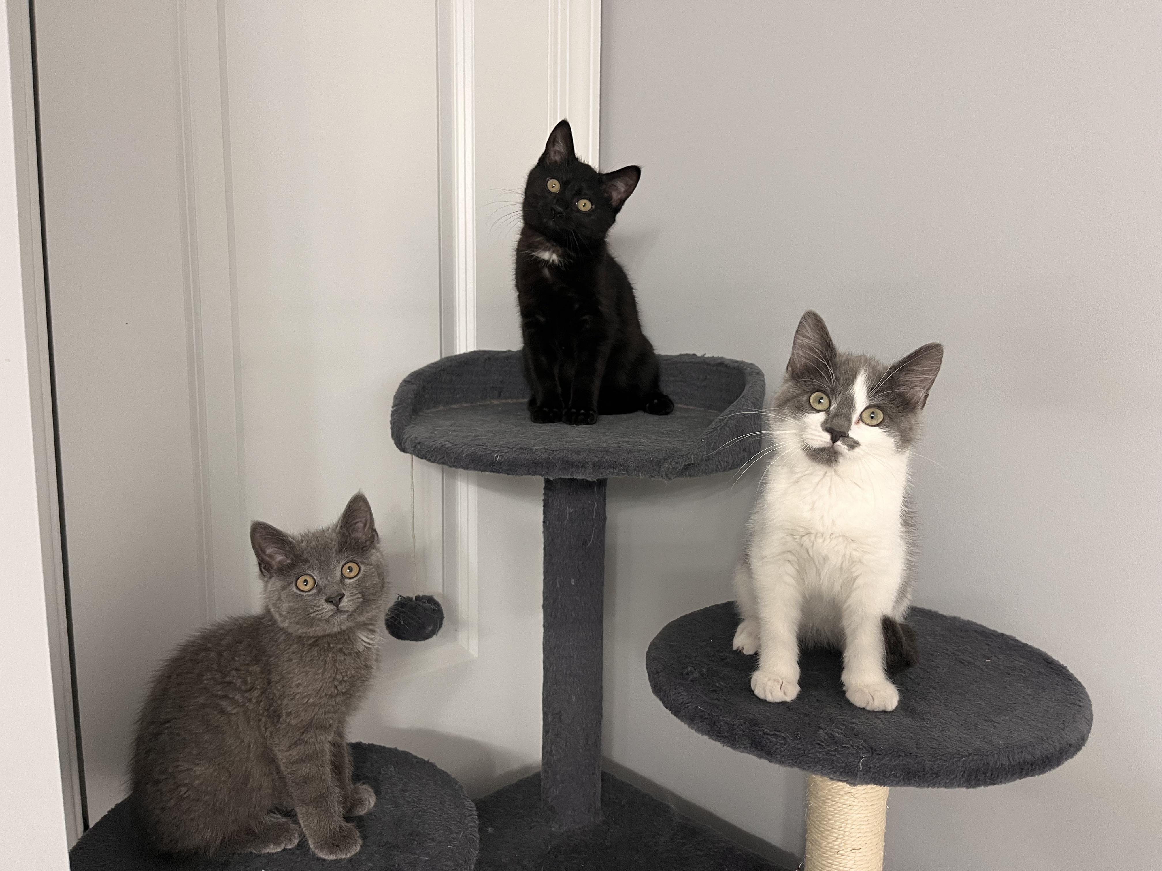 Enlarge Zen, an adopted Domestic Short Hair in Chicago, IL image 5/5