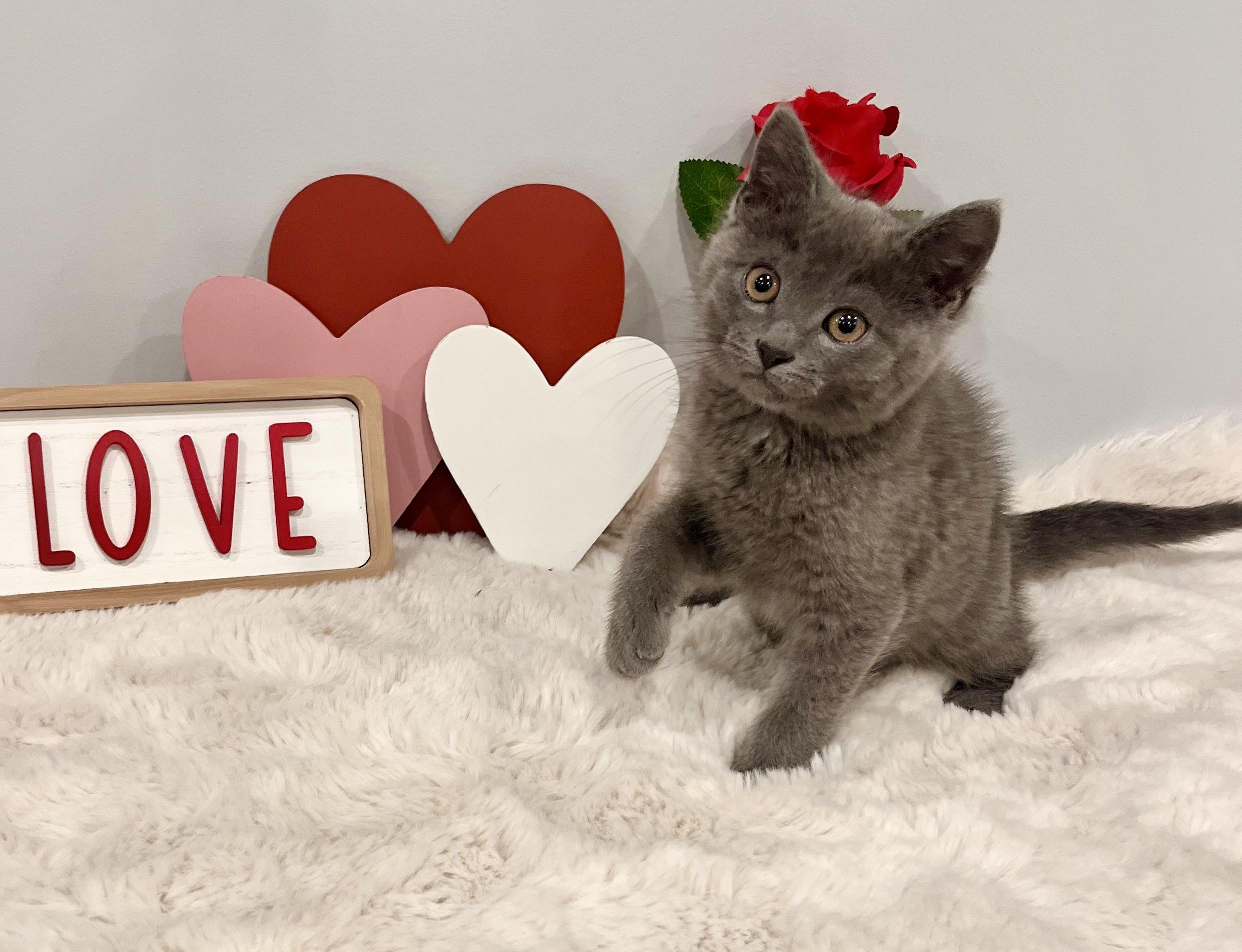 Enlarge Zen, an adopted Domestic Short Hair in Chicago, IL image 2/5