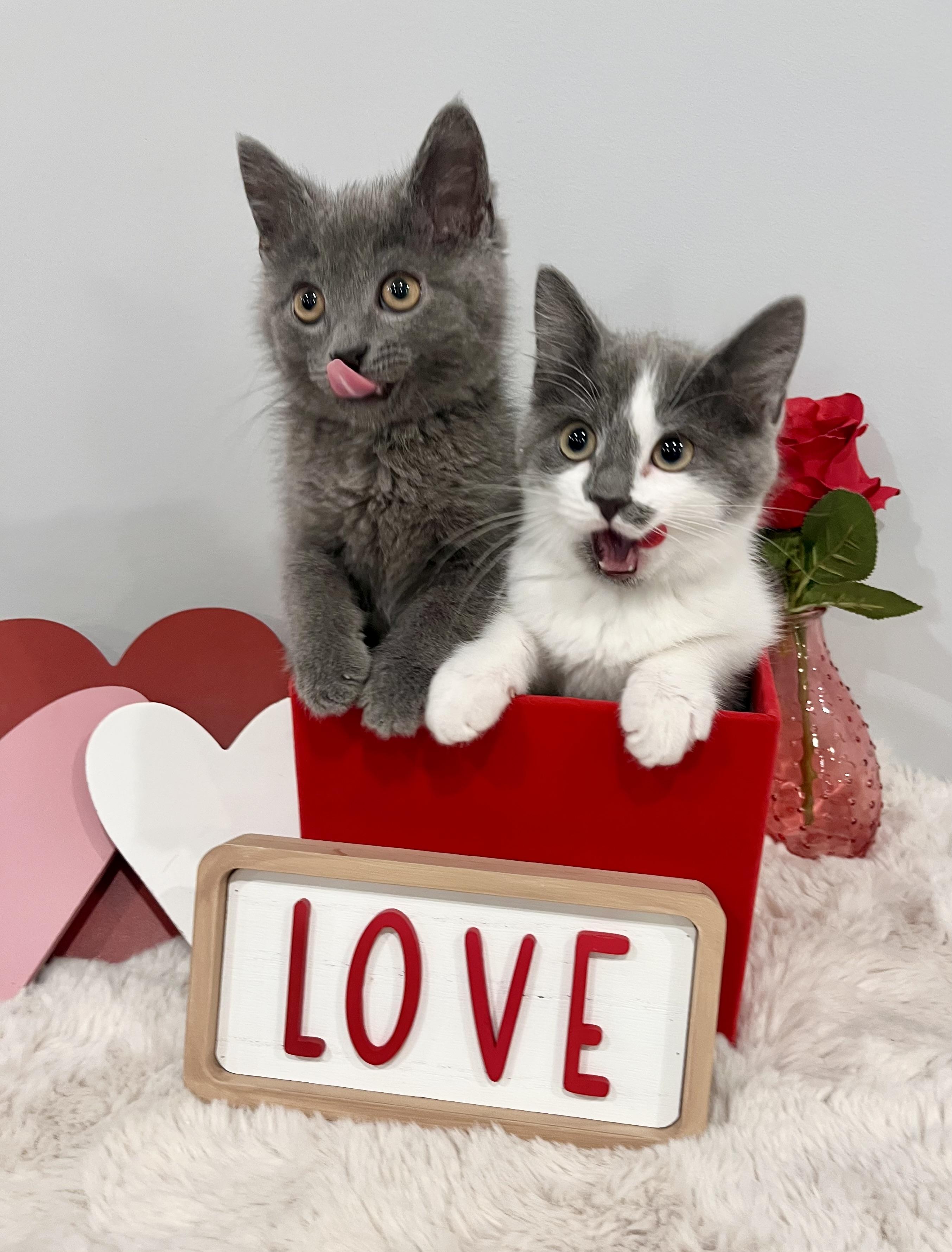 Enlarge Zen, an adopted Domestic Short Hair in Chicago, IL image 3/5