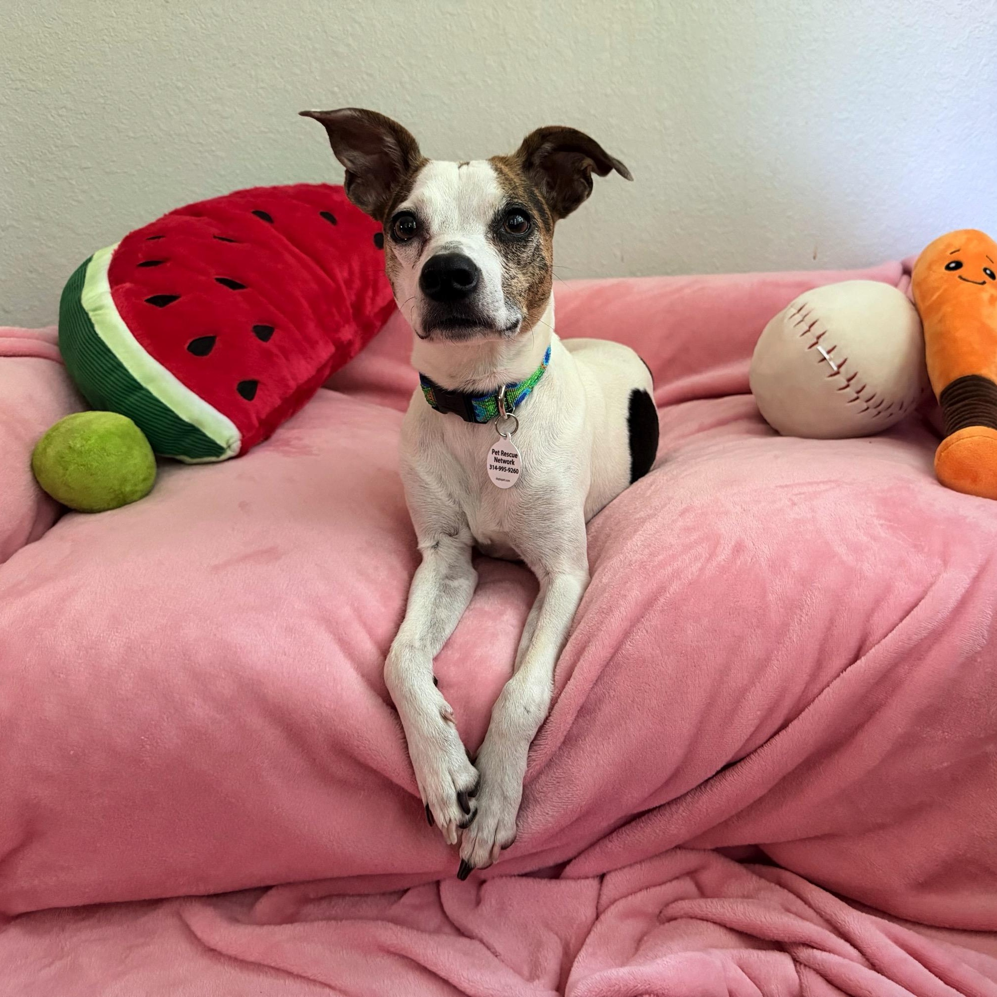 Mimosa, an adopted mixed breed in High Ridge, MO image 3/5