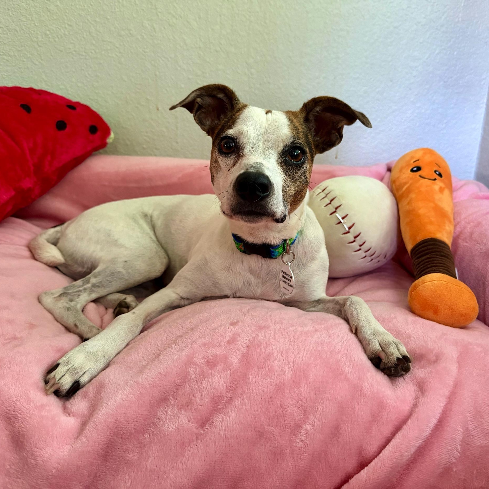 Mimosa, adopted, Young Female Jack Russell Terrier & Whippet.