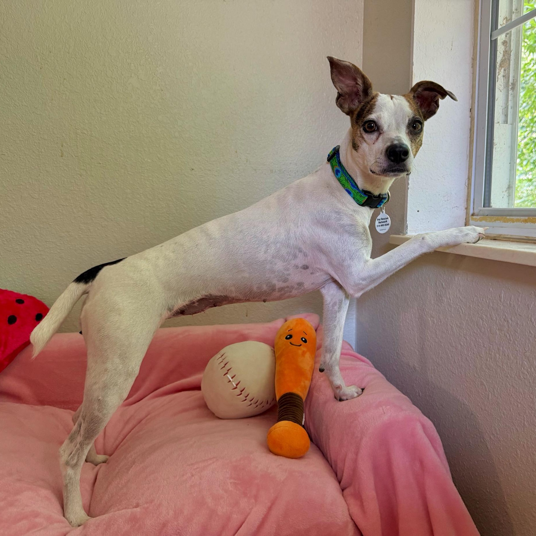 Mimosa, an adopted mixed breed in High Ridge, MO image 5/5