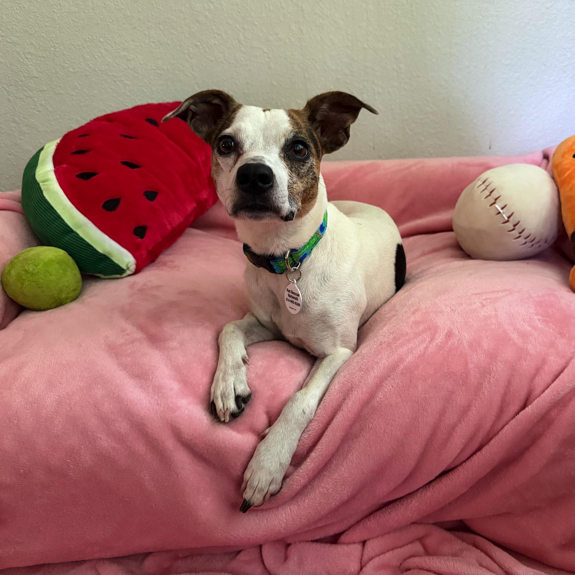 Mimosa, an adopted mixed breed in High Ridge, MO image 4/5