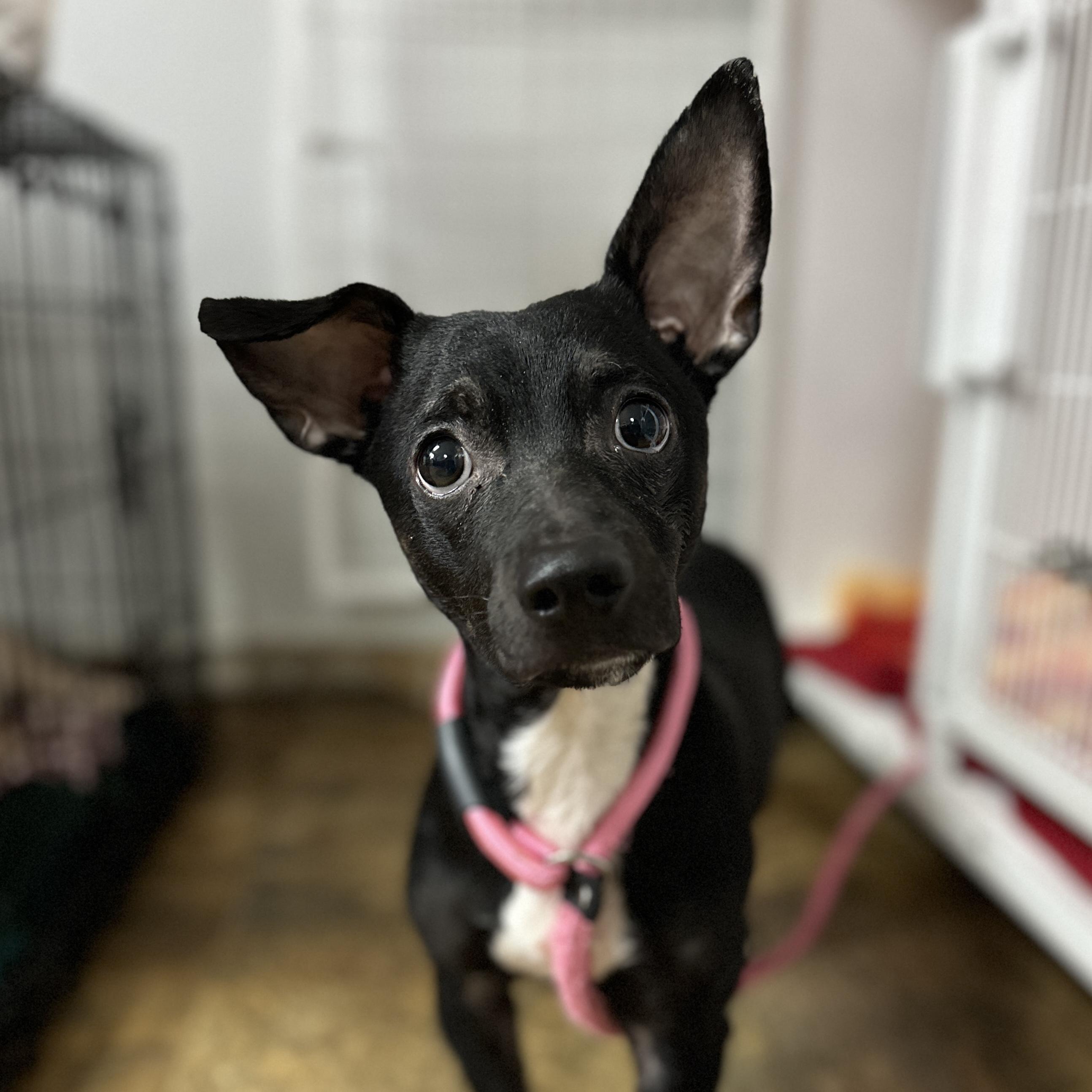 Umberto — thumbnail 4