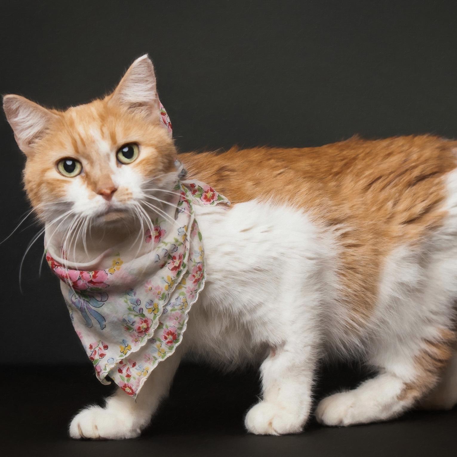 Enlarge Sully, an adoptable Domestic Short Hair in Rochester, MN image 1/2