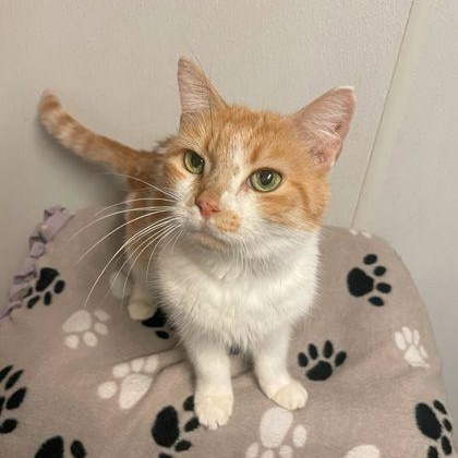 Enlarge Sully, an adoptable Domestic Short Hair in Rochester, MN image 2/2