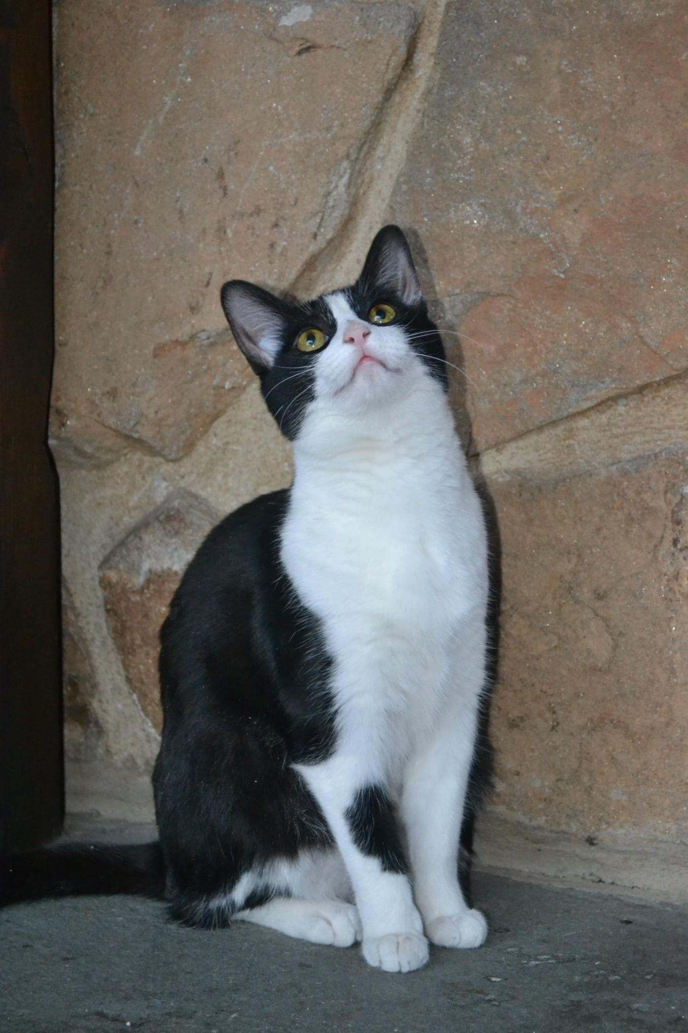 Gherkin, an adopted mixed breed in Woodbury, NJ image 4/6