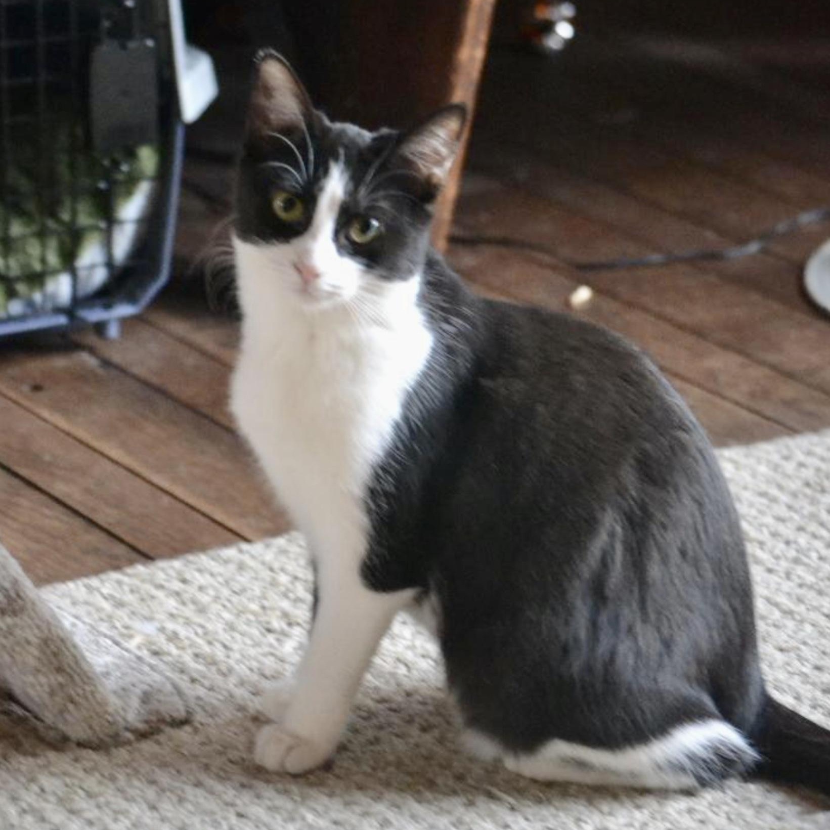 Gherkin, adopted, Young Female Domestic Short Hair.