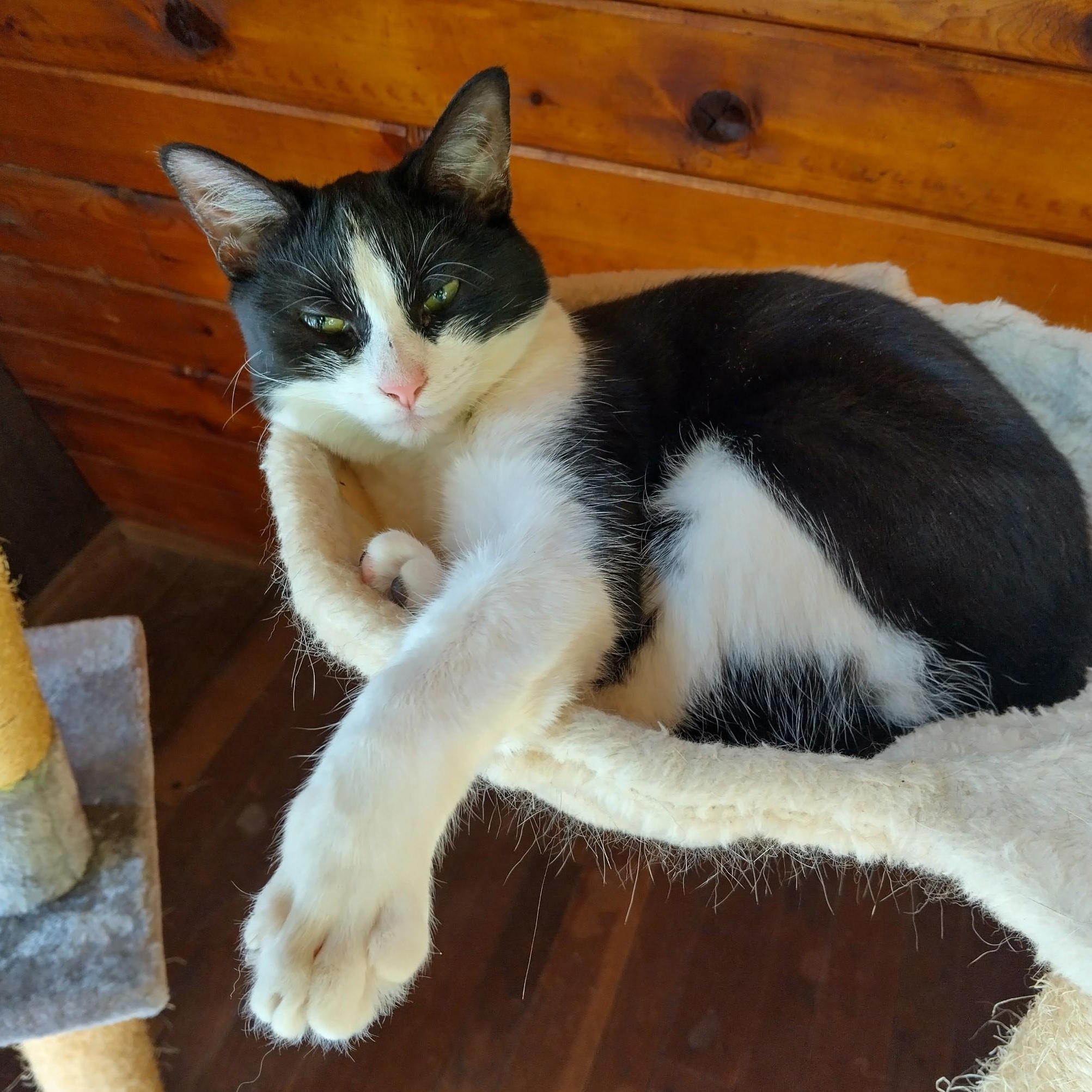 Gherkin, an adopted mixed breed in Woodbury, NJ image 3/6