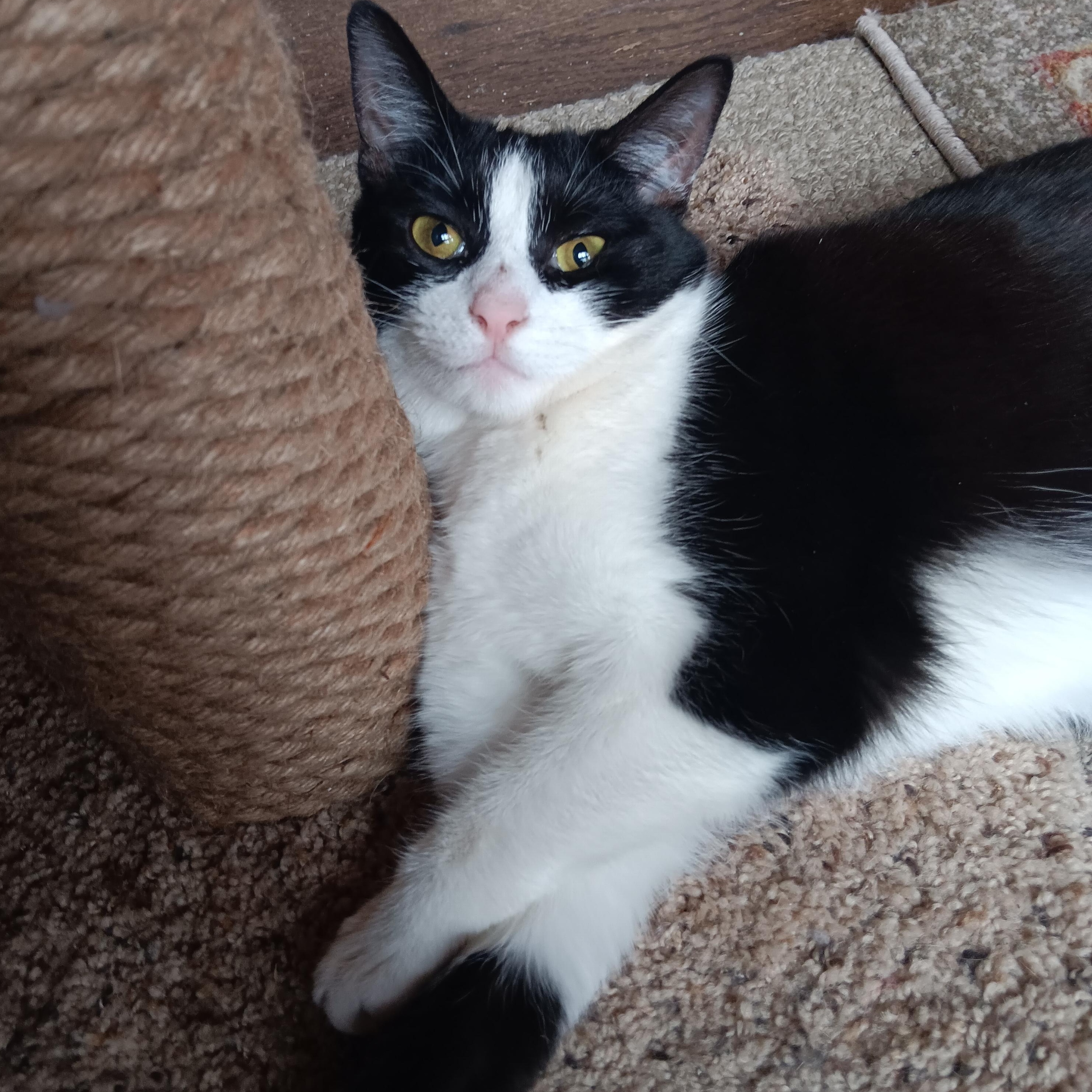 Gherkin, an adopted mixed breed in Woodbury, NJ image 2/6