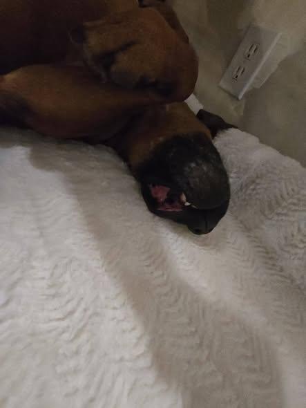 Enlarge Red, a Adoptable Redbone Coonhound in Sweetwater, TN image 3/5