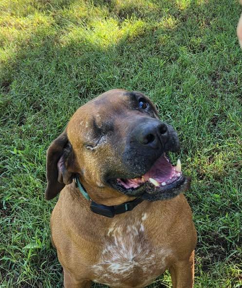 Enlarge Red, a Adoptable Redbone Coonhound in Sweetwater, TN image 4/5