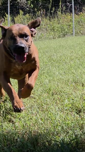 Enlarge Red, a Adoptable Redbone Coonhound in Sweetwater, TN image 1/5
