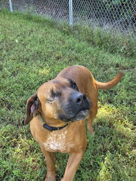 Enlarge Red, a Adoptable Redbone Coonhound in Sweetwater, TN image 5/5