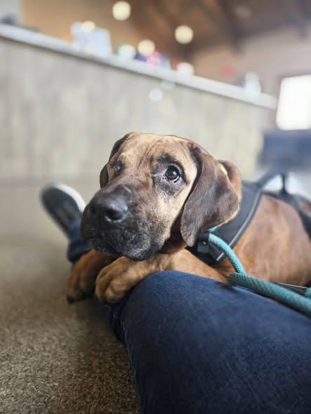 Enlarge Red, a Adoptable Redbone Coonhound in Sweetwater, TN image 2/5
