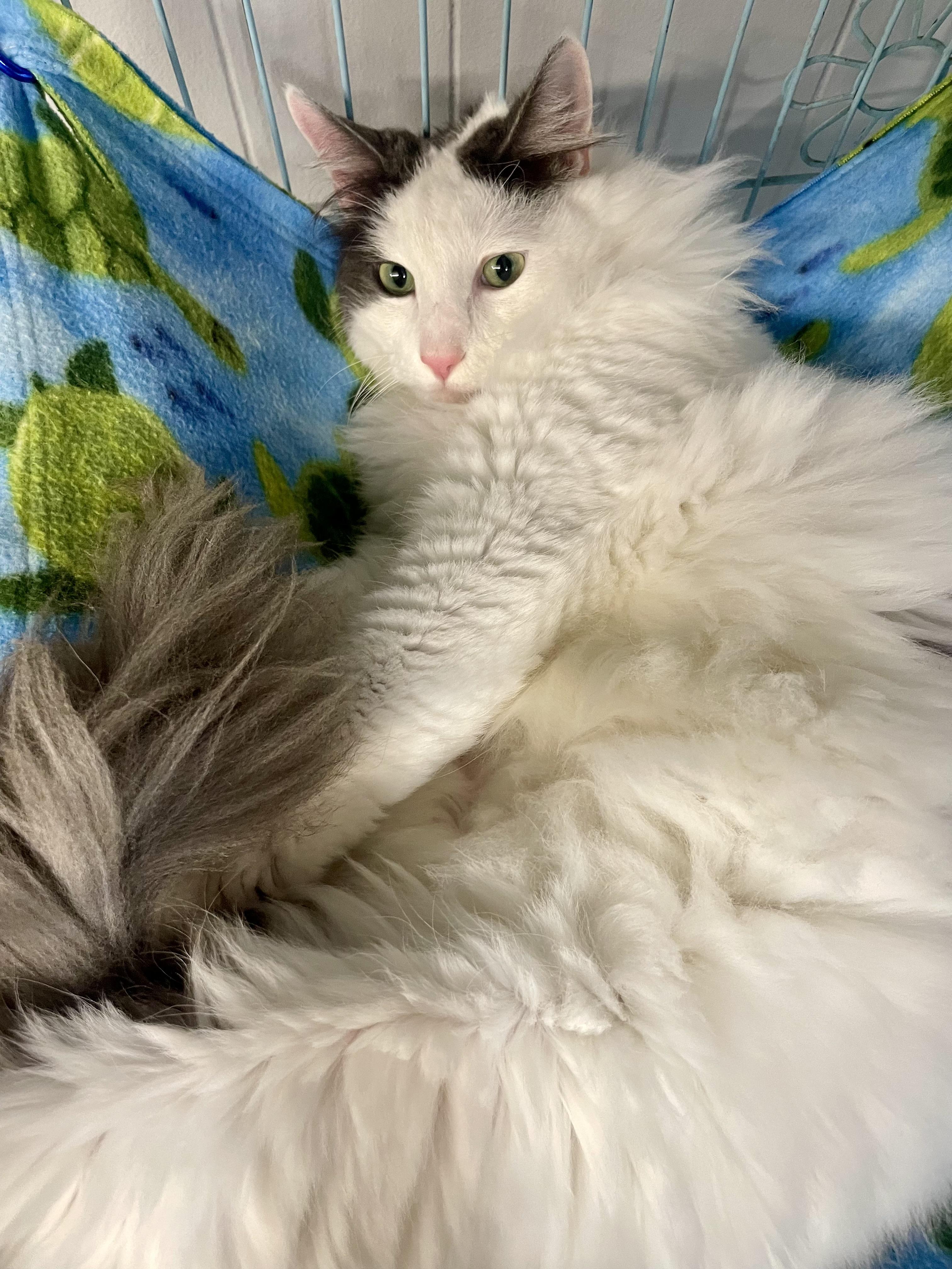 Enlarge Dumbledore, a ADOPTABLE Domestic Long Hair in Plano, TX image 5/6