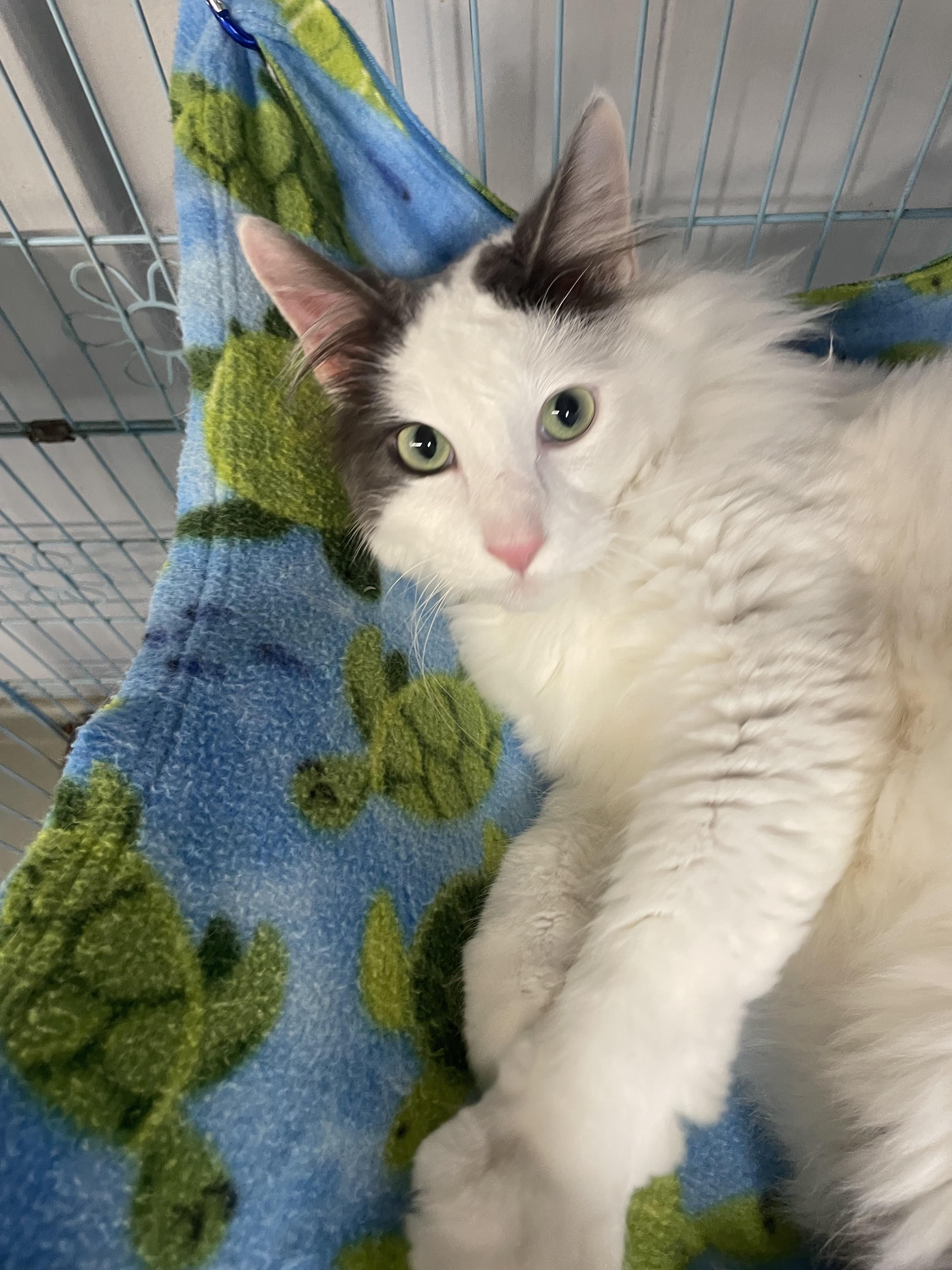 Enlarge Dumbledore, a ADOPTABLE Domestic Long Hair in Plano, TX image 2/6
