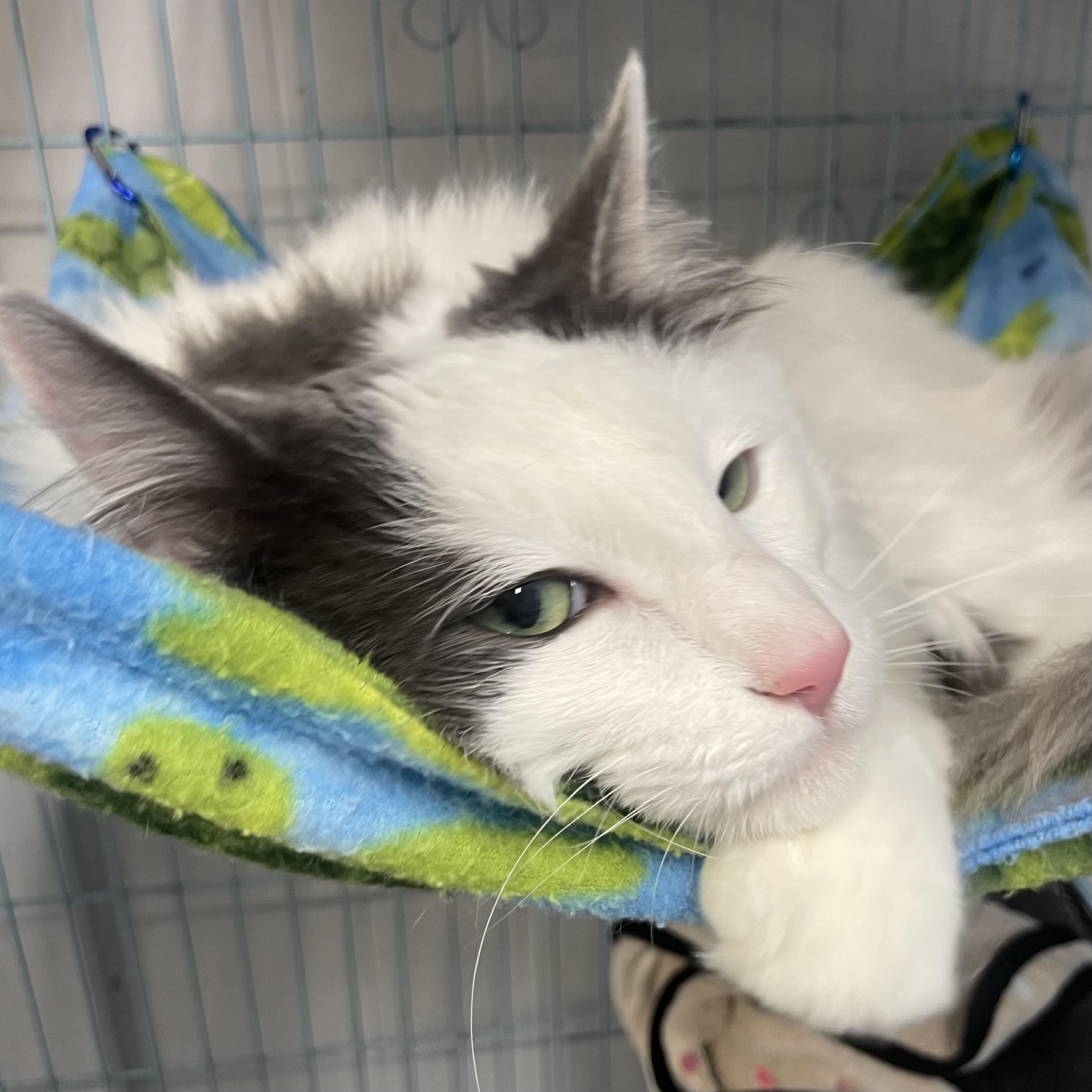 Enlarge Dumbledore, a ADOPTABLE Domestic Long Hair in Plano, TX image 3/6