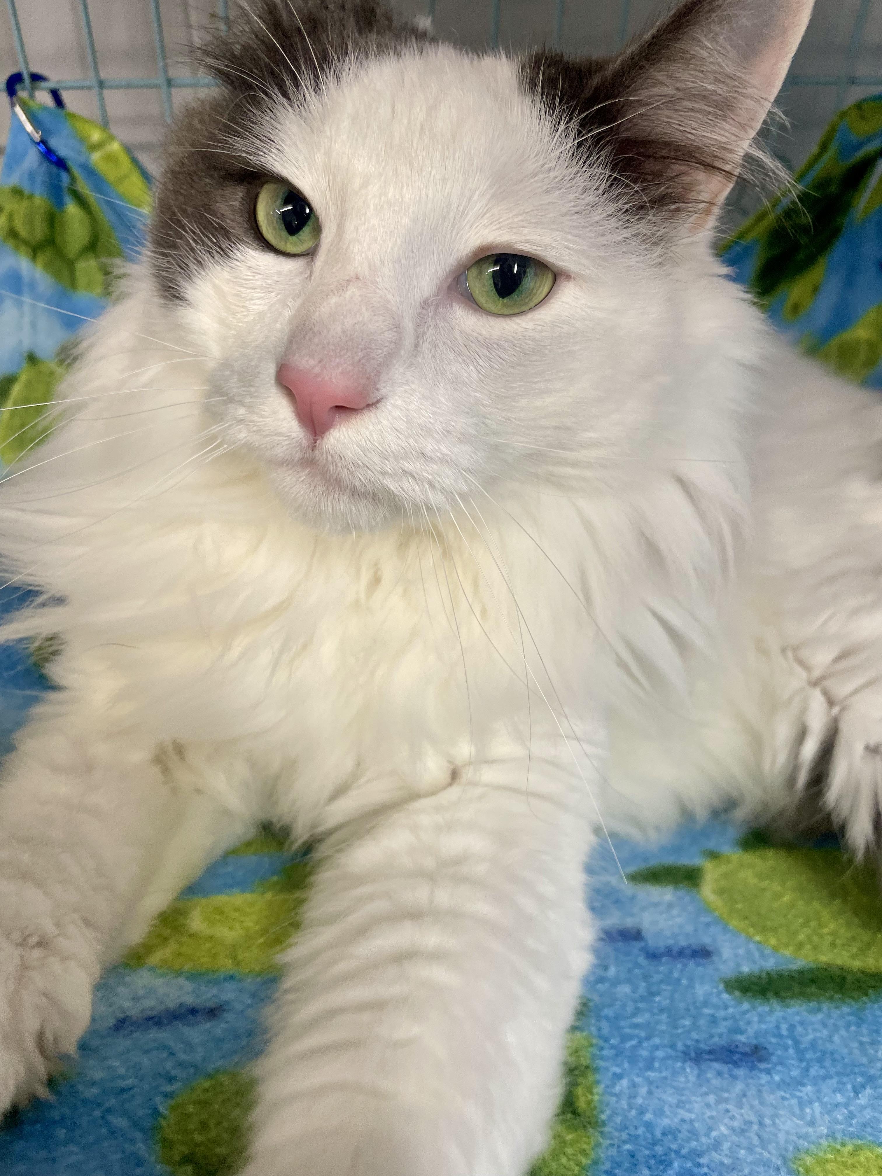 Enlarge Dumbledore, a ADOPTABLE Domestic Long Hair in Plano, TX image 4/6