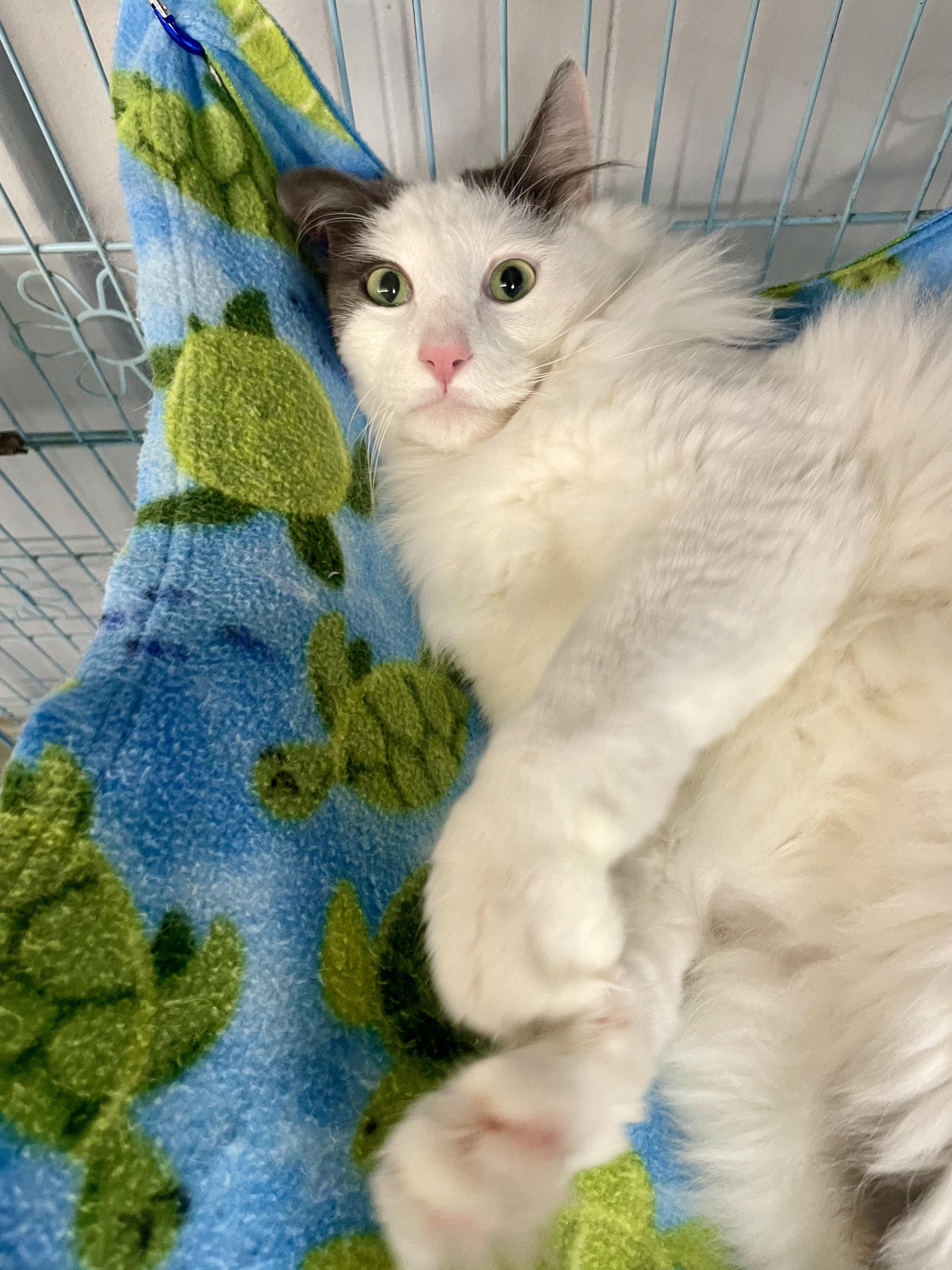 Enlarge Dumbledore, a ADOPTABLE Domestic Long Hair in Plano, TX image 6/6