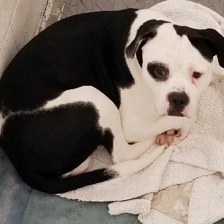 BULLSEYE, ADOPTABLE, Adult Male Bulldog.