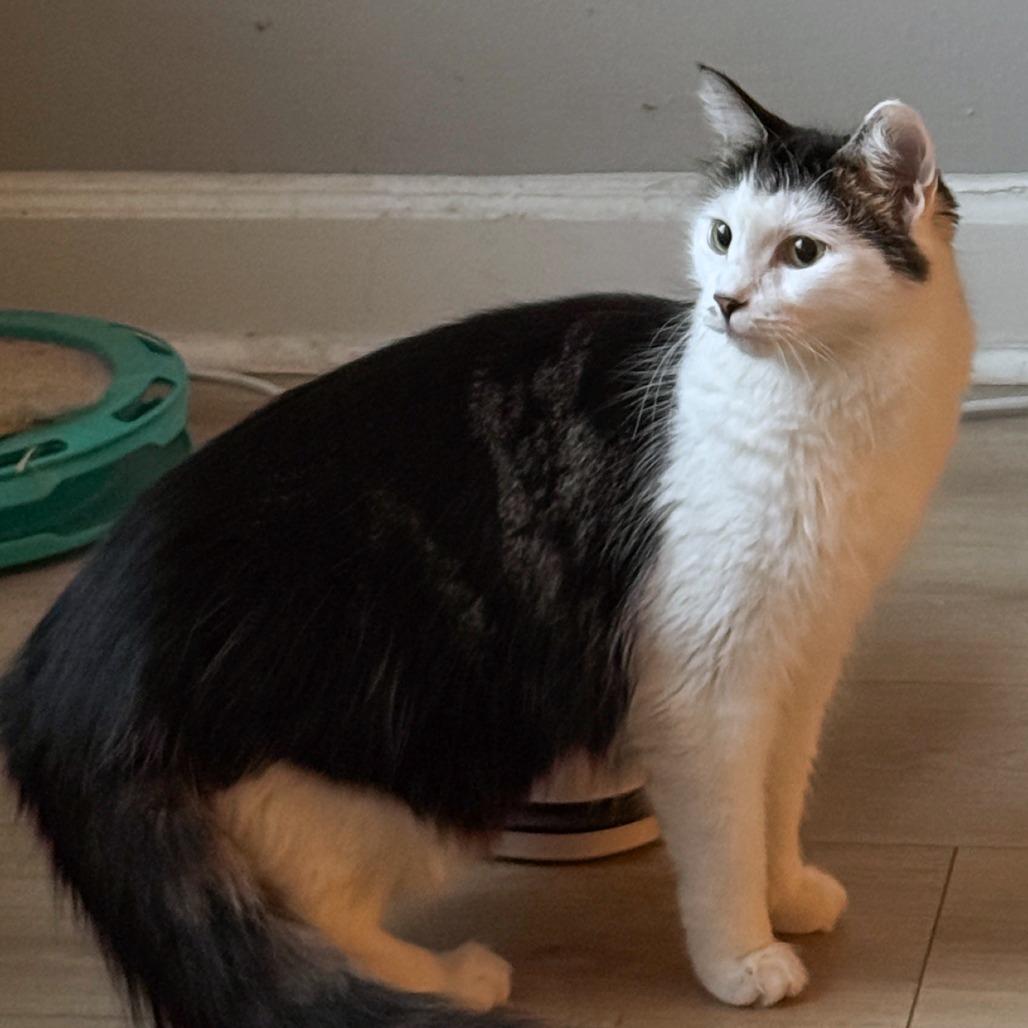 Enlarge D&D: Diva (aka Purrito), a Adoptable Domestic Short Hair in Falls Church, VA image 1/6