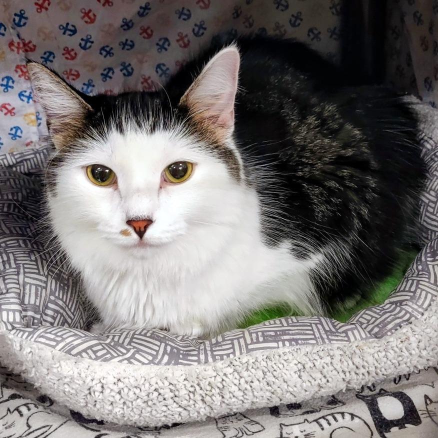 Enlarge D&D: Diva (aka Purrito), a Adoptable Domestic Short Hair in Falls Church, VA image 2/6