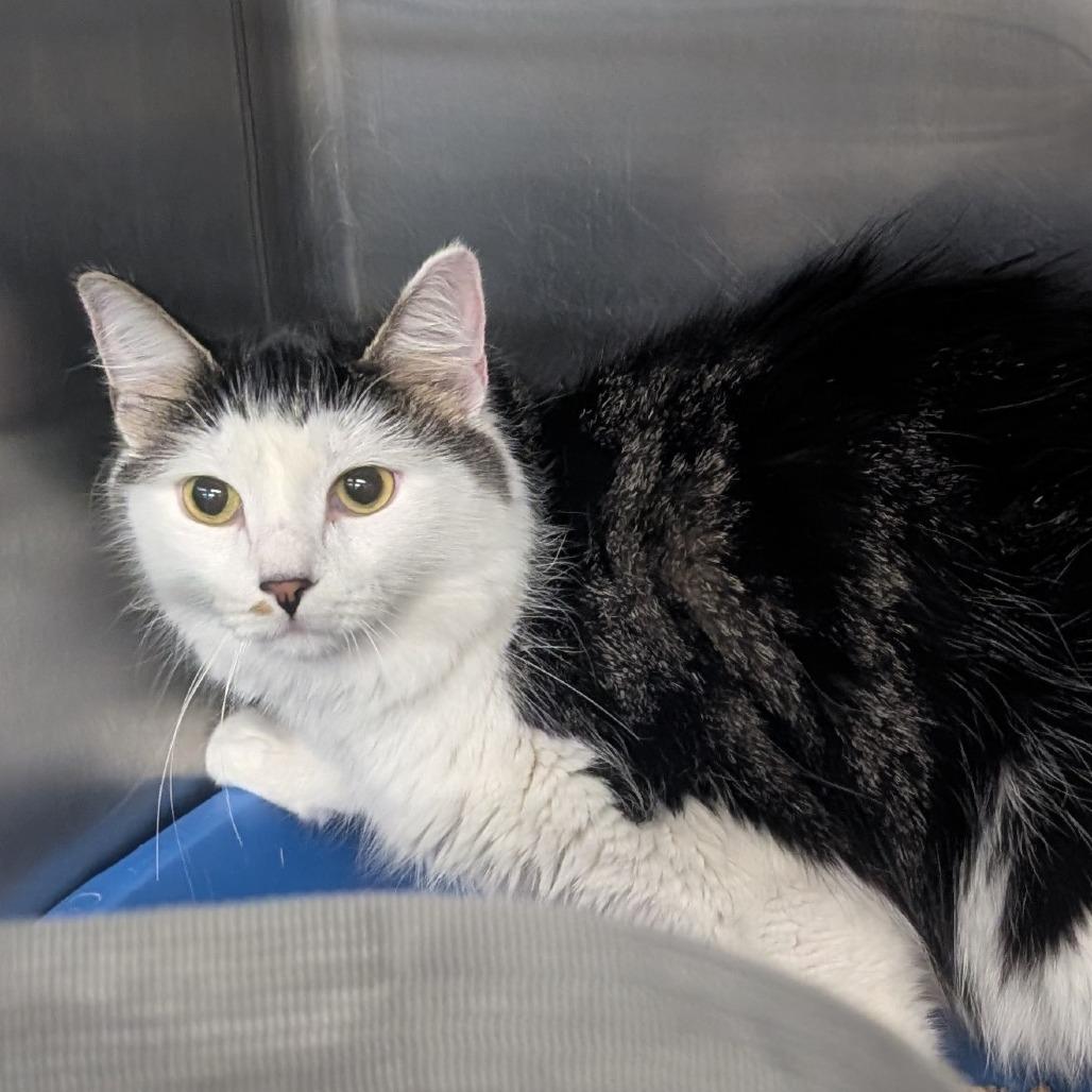 Enlarge D&D: Diva (aka Purrito), a Adoptable Domestic Short Hair in Falls Church, VA image 3/6