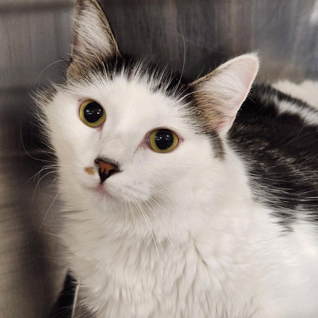 Enlarge D&D: Diva (aka Purrito), a Adoptable Domestic Short Hair in Falls Church, VA image 4/6