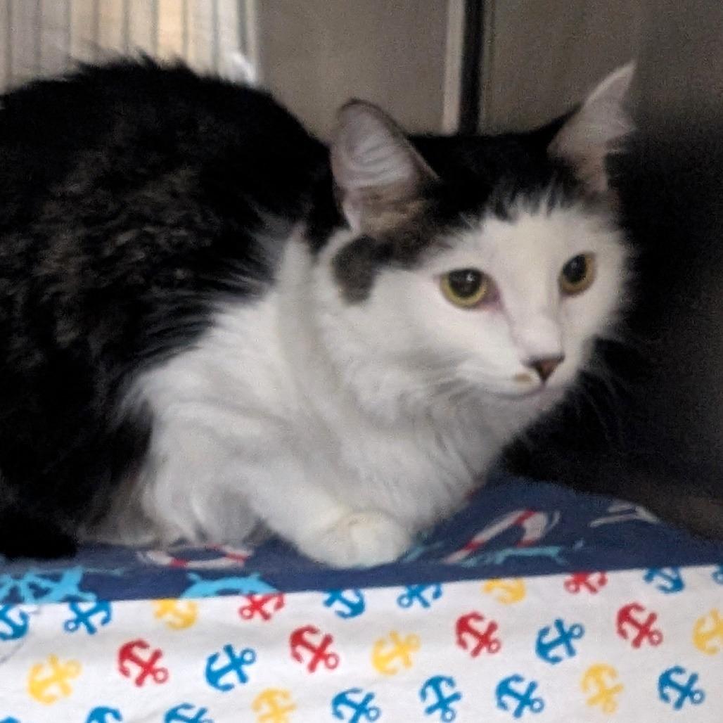 Enlarge D&D: Diva (aka Purrito), a Adoptable Domestic Short Hair in Falls Church, VA image 5/6